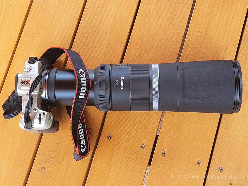 動物園写真クラブ愛媛活動実績、Canon RF800mm F11 IS STM とべ動物園