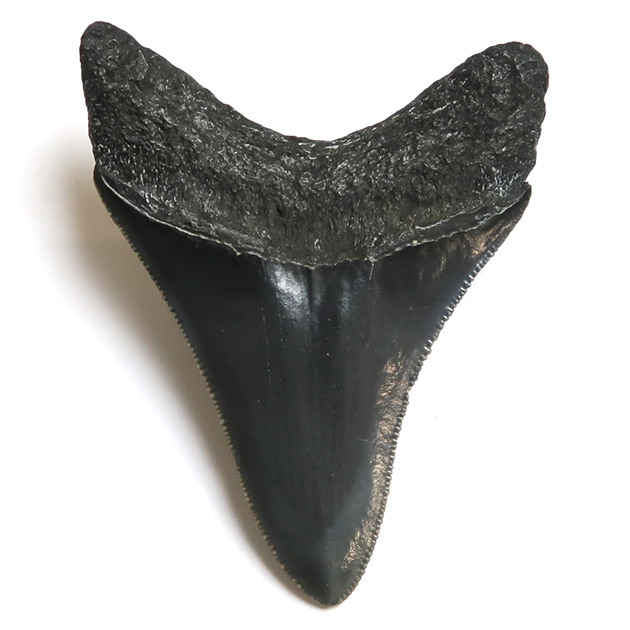 サメの歯化石（Carcharodon）｜化石販売・鉱物販売の東京サイエンス