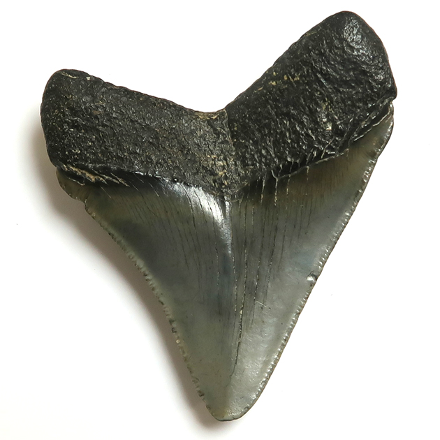 サメの歯化石（Carcharodon）｜化石販売・鉱物販売の東京サイエンス