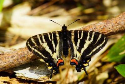 葛城～金剛山系のギフチョウ及びミヤコアオイの保護に取り組んでいます