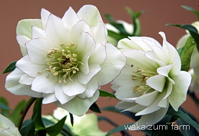 クリスマスローズ ホワイト糸ピコティダブル 種