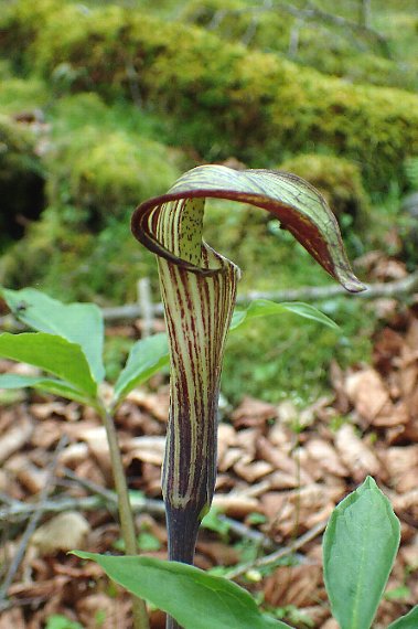 オオミネテンナンショウ