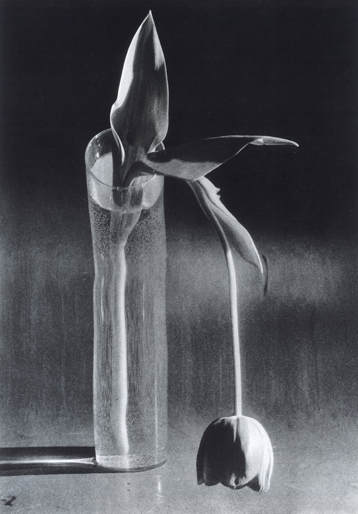 Andre Kertesz アンドレ・ケルテス-