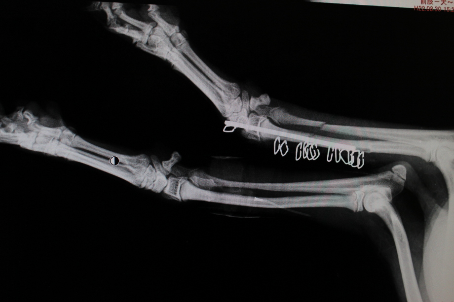 犬猫の骨折でお悩みの方は福岡市の福岡動物医療センターまで