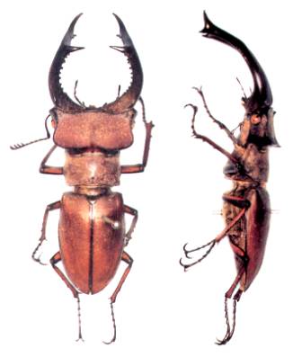 アート・デザイン・音楽 IL CERVo VOLANTE (Coleoptera lucanidae