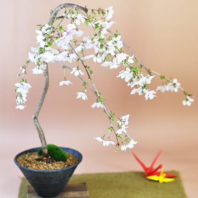 しだれ桜の盆栽を販売｜入門は盆栽妙 – 盆栽妙 本店
