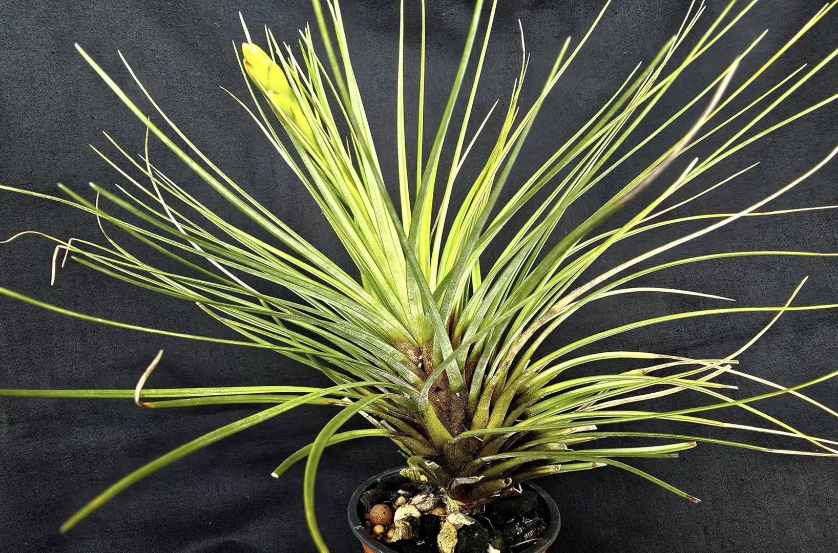 Bromeliads in Australia - Stigmatodon plurifolius