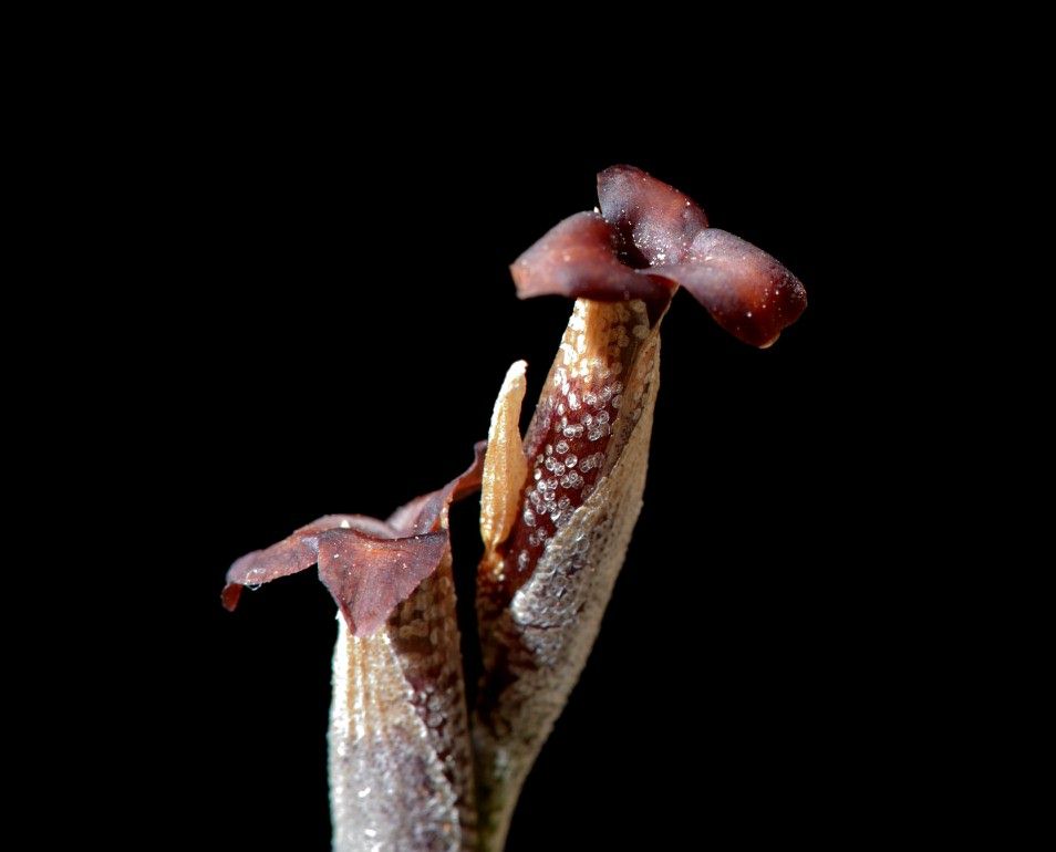 Bromeliads in Australia - Tillandsia tenebra