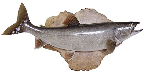 biglaketrout682.jpg