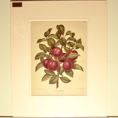 ボタニカルアート「梅」 | イギリスアンティーク家具Caurses au