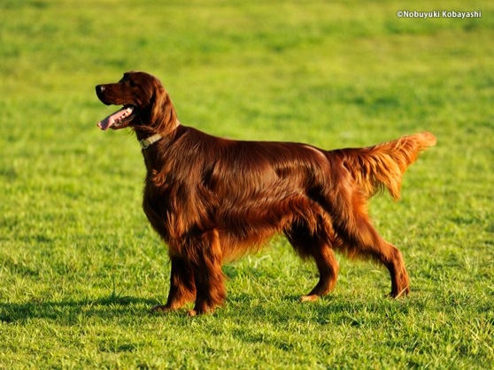 アイリッシュ・セッター:犬種図鑑 - dogplus.me