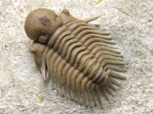 ロシア産三葉虫 Pseudosphaerexochus hemicranium (シュードスファ