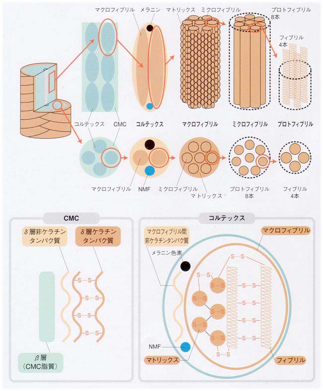 毛髪＆頭皮の構造