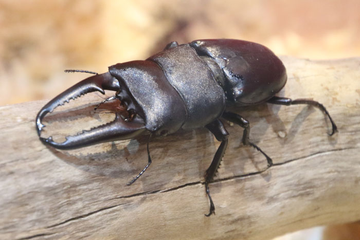 昆虫シリーズ75 世界の昆虫④ 世界のクワガタムシ | あきた森づくり