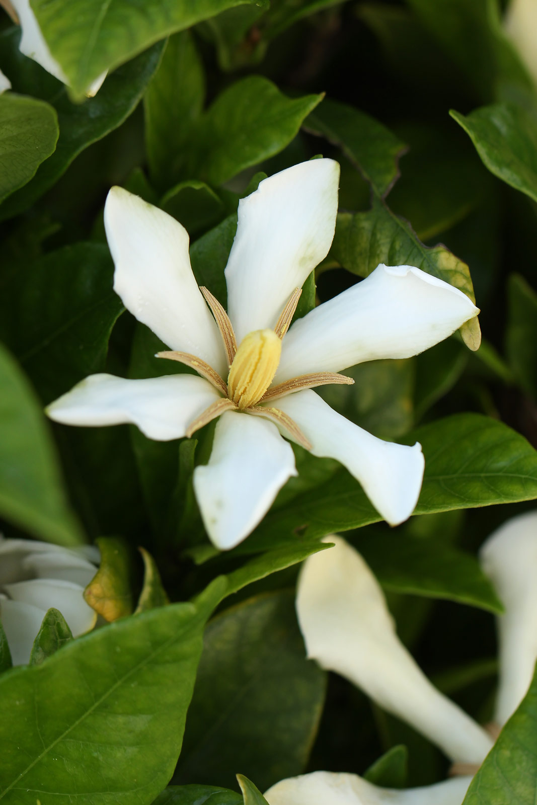 お花の写真集 / クチナシ(梔子)