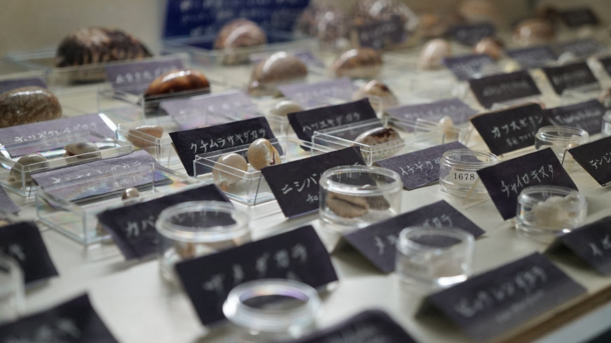 第3室 世界と日本の珍しい貝 | つやま自然のふしぎ館