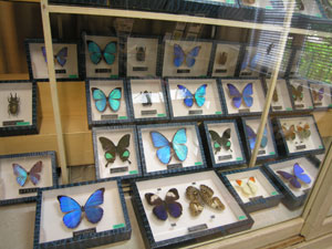 名和昆虫博物館 - 特集記事 | HARORO.com