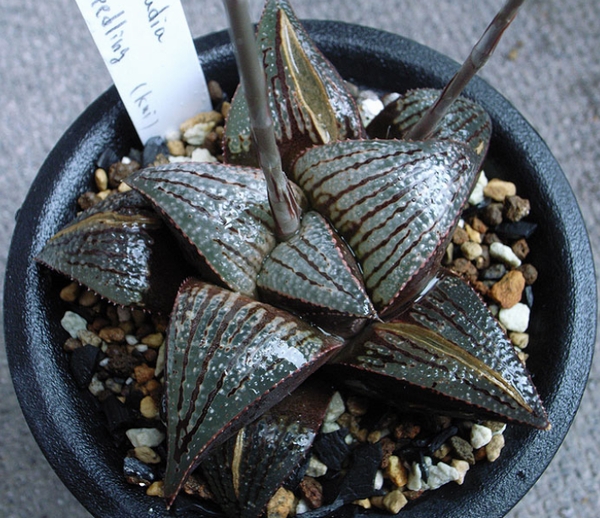 Haworthia Society of Japan - Journal