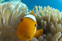 INON 水中マイクロセミ魚眼リレーレンズ 【UFL-MR130 EFS60】