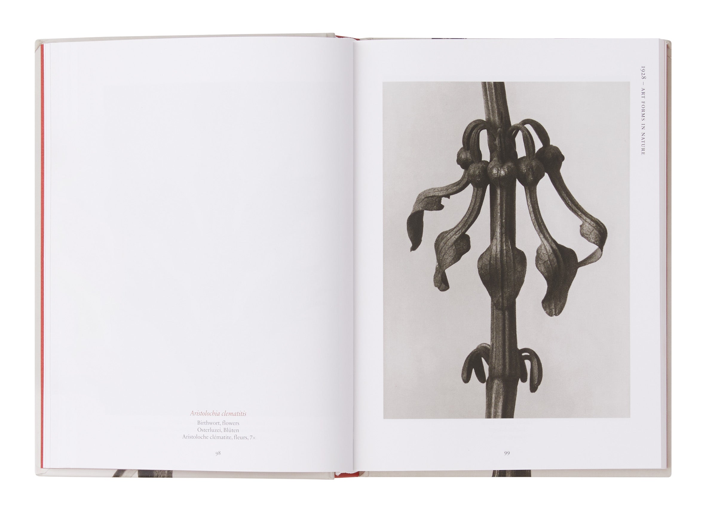 Karl Blossfeldt: The Complete Published Work | Jayson Home