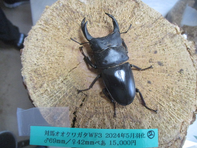 K-Dream 入荷情報（対馬産ｵｵｸﾜｶﾞﾀﾍﾟｱ）｜メタリフェルホソアカクワガタ