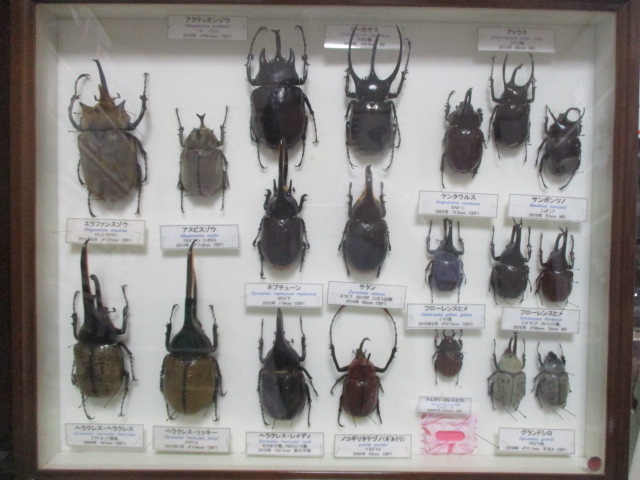 初の企画 標本販売のお知らせ！ 3種類限定!! | カブト虫の森｜長崎県