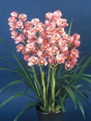 特選】 シンビジューム 苺の雫 アーチ 7寸7本立ち 特選