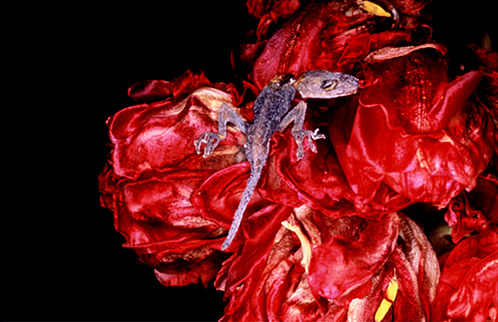 荒木経惟 花人生 展