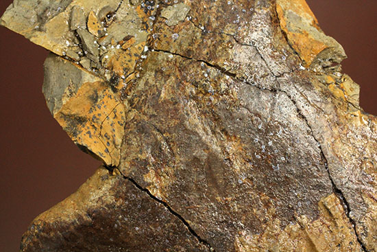 新着化石 トリケラトプスのフリル化石 | 化石セブンの最新情報