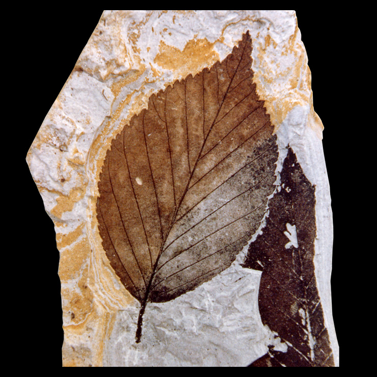 木の葉化石園、主な展示物のページ