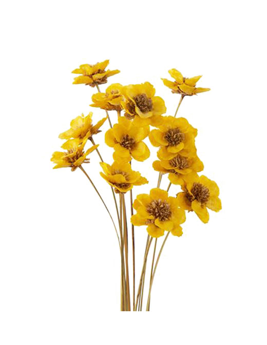 大地農園・アネモネフラワー・イエロー・12本(32360-500