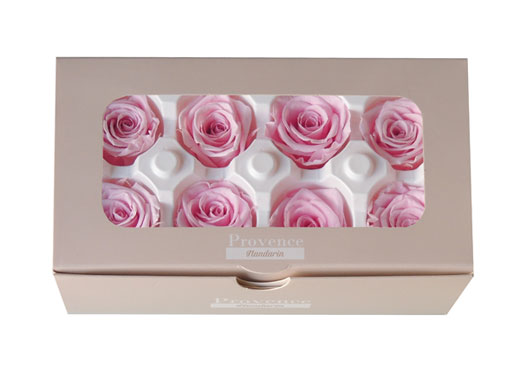 Knext・ミシェル・サクラピンク8輪・アウトレット | プリザーブド