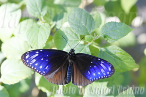 蝶々図鑑 -ツマムラサキマダラ(褄紫斑)-