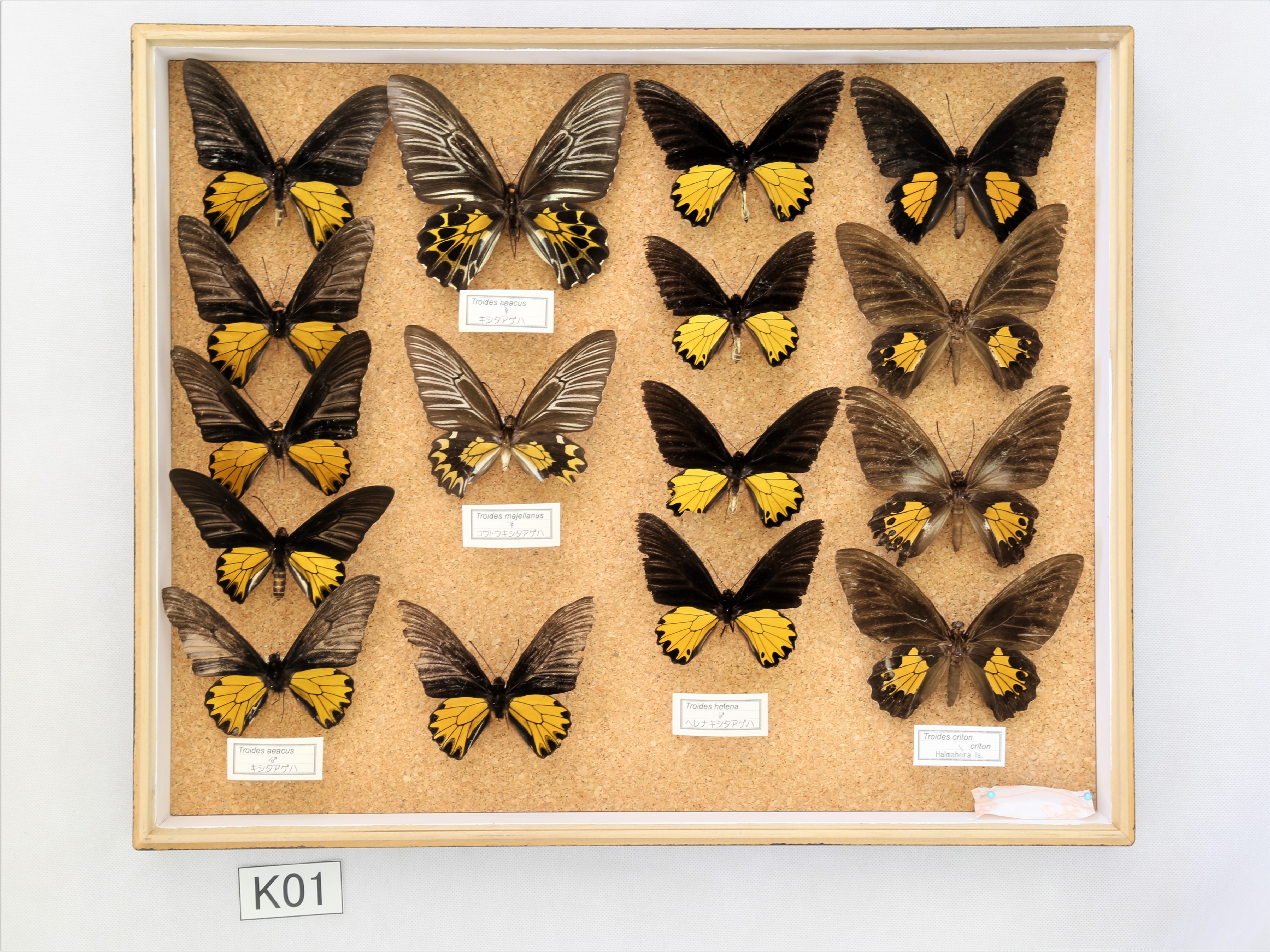 昆虫標本データ