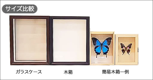 スルコウスキーモルフォ , キーワード「モルフォ」 , 蝶の標本 販売