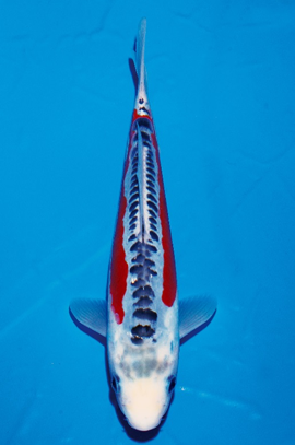 获奖鲤鱼：小西锦鲤