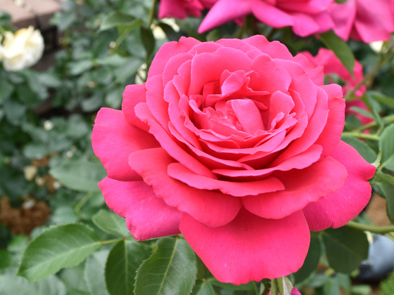 王妃マリーアントワネット - バラ図鑑 - NOIBARA