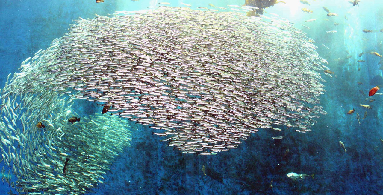 イワシのビッグウェーブ [海の自然生態館] | のとじま水族館