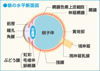 加齢黄斑変性｜診療内容｜大阪府茨木市の眼科[大石眼科クリニック