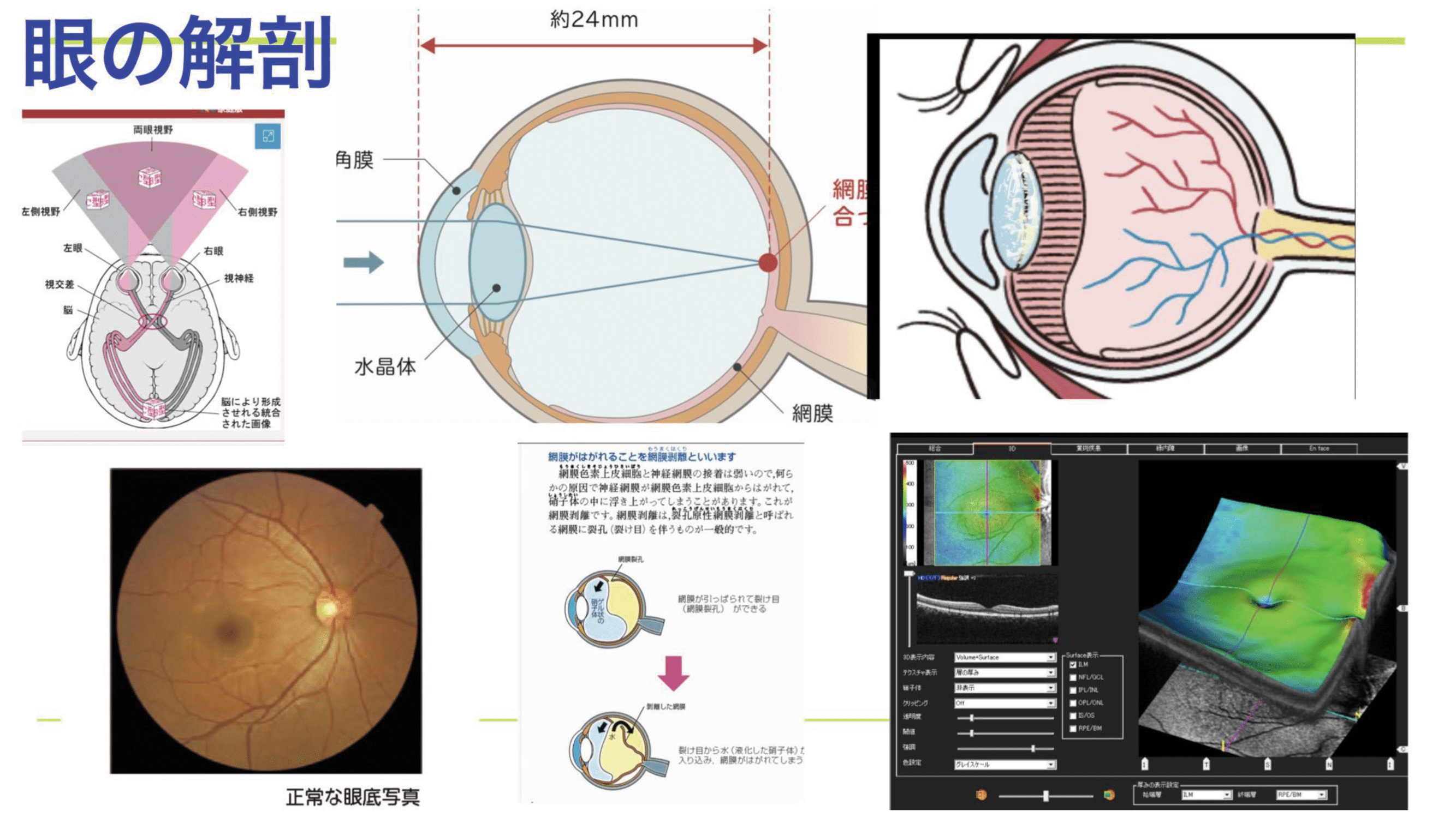 02 眼の解剖 | 山中眼科