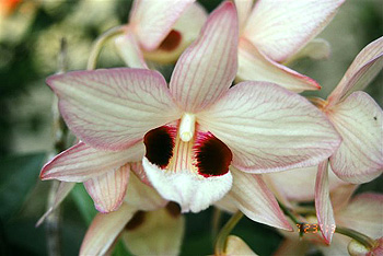 ミャンマーの野生ラン Wild Orchids in Myanmar Dr. Yoshitaka Tanaka