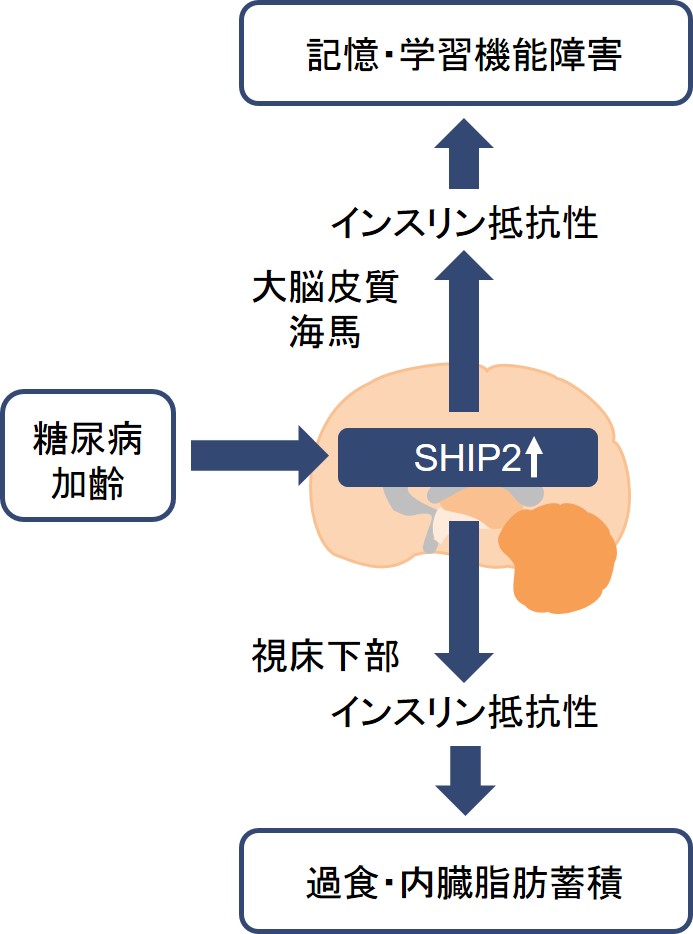糖尿病と認知症：脳インスリン抵抗性の改善法の開発