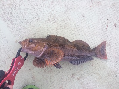 FUMI'S BLOG » シューティンウェイSWS-702L“スイミントレーサー