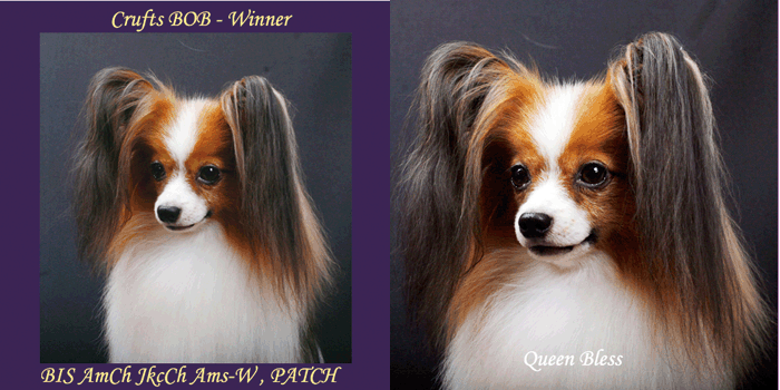 パピヨン世界最高峰Patch'08