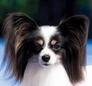 パピヨン トップブリーダー ：ショードッグ男の子集☆Queen Bless