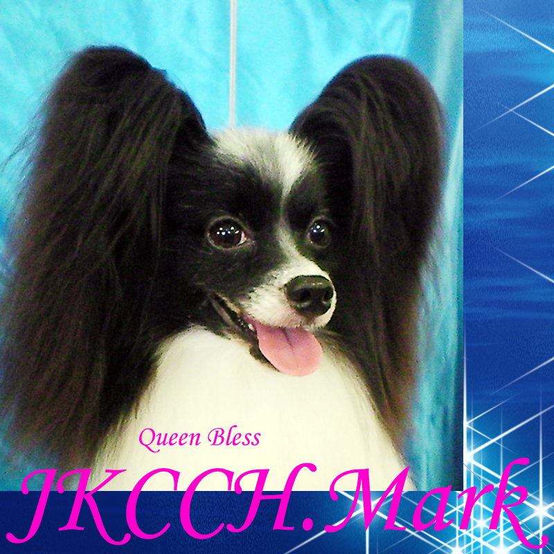 ☆パピヨン スーパードッグ2010