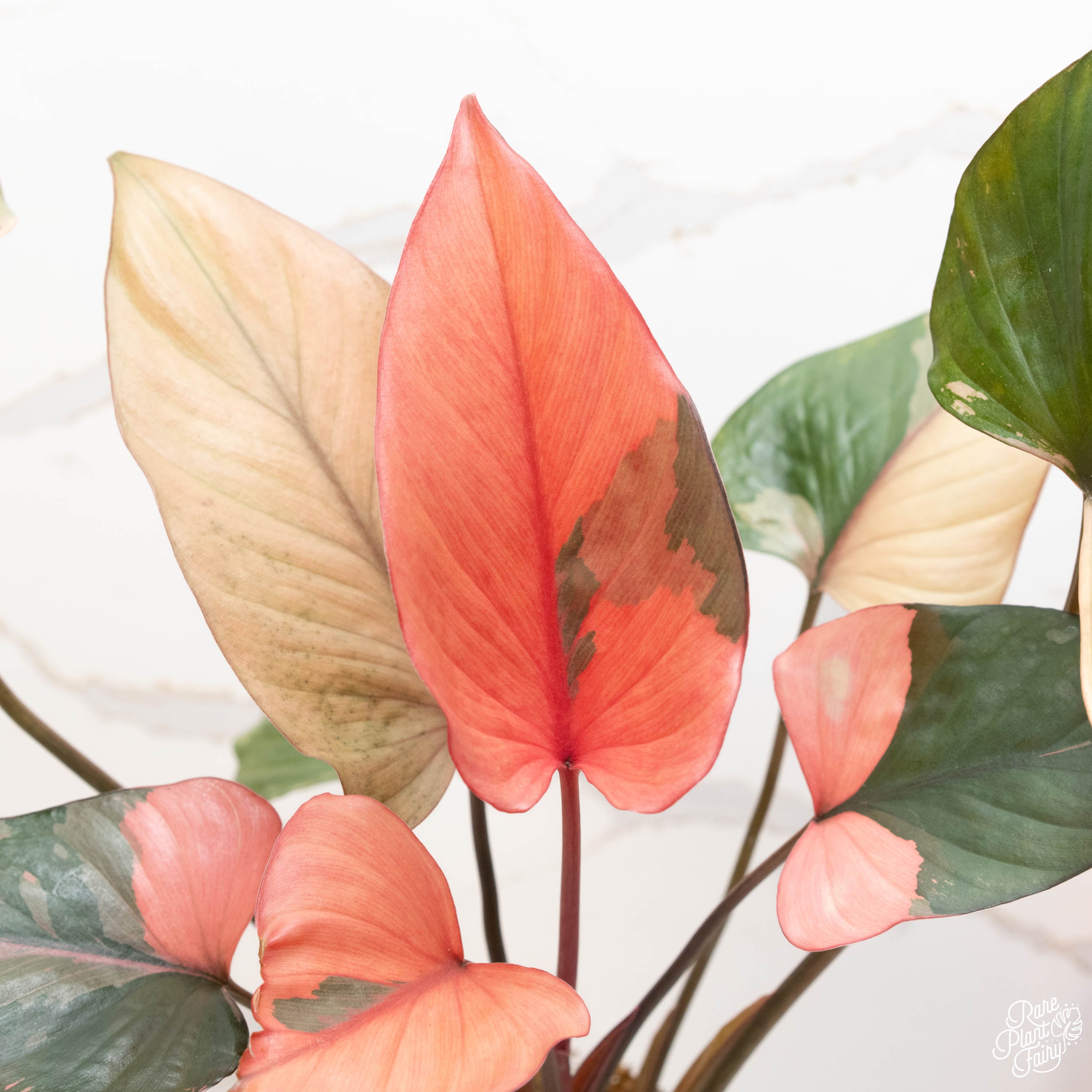 Homalomena – Rare Plant Fairy