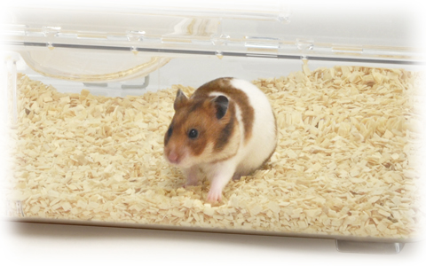 ルーミィ60 グランスぺース クリアー ｜ 株式会社三晃商会