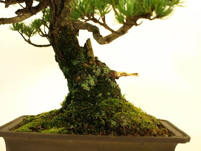 五葉松盆栽 模様木 No.a6-8 | 五葉松 専門盆栽園 松風園(しょうふう