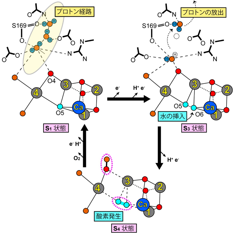 光合成における水分解反応の機構の核心に迫る成果 光化学系Ⅱ複合体が